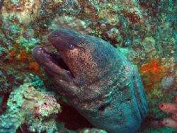 A really big Giant Moray,next to the unknown wreck at Blu... by Ian Palmer 